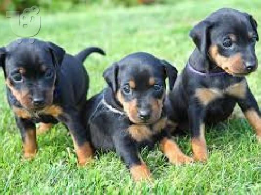 Κουτάβια Doberman 12 εβδομάδων